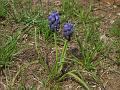 muscari neglectum